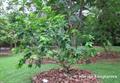 peanut butter plant